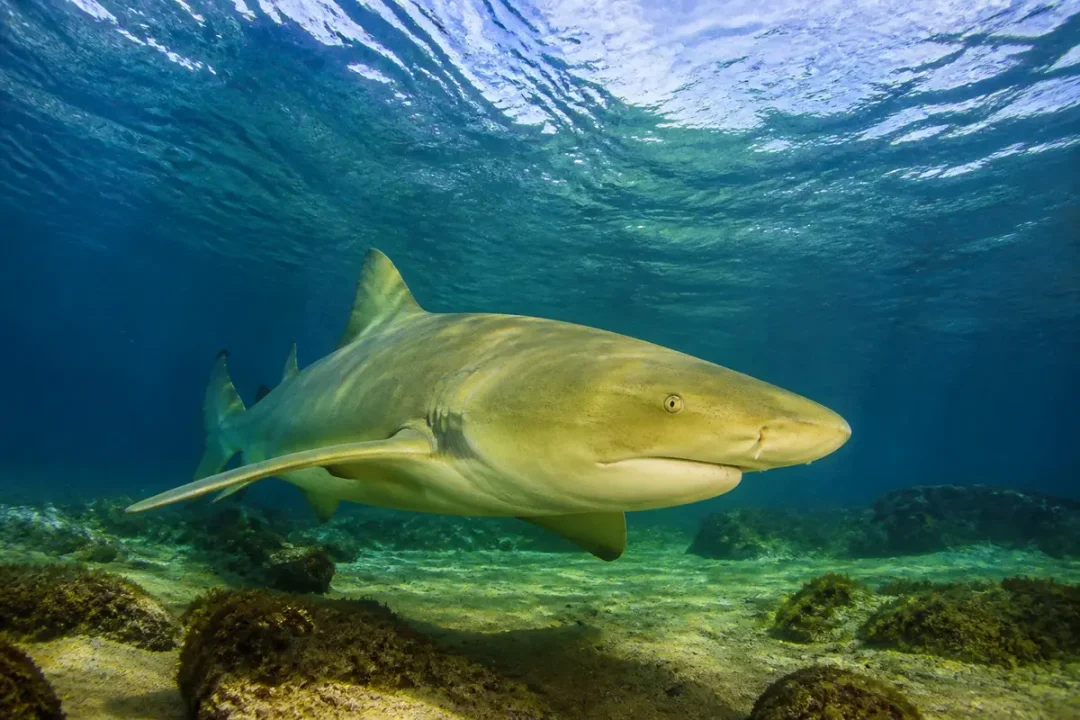 Requin citron nageant sous l'eau turquoise avec fond sablonneux et algues