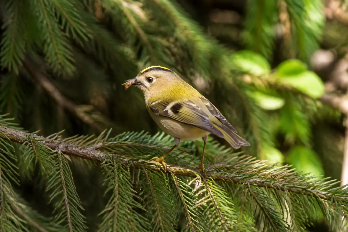 Roitelet oiseau perché sur une branche avec un insecte dans le bec