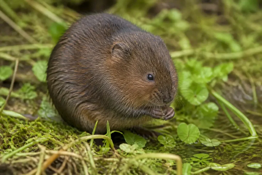 Rongeur brun mangeant sur un sol herbeux et verdoyant en milieu naturel