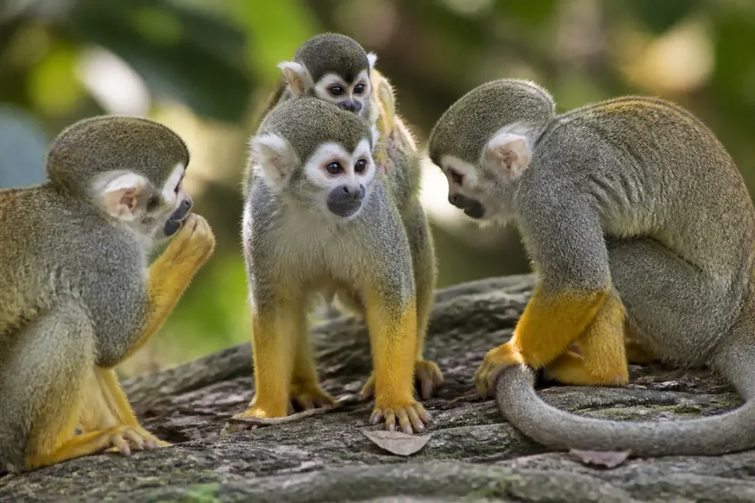 Quatre saimiris sur une branche discutant sous des feuilles dans leur habitat naturel