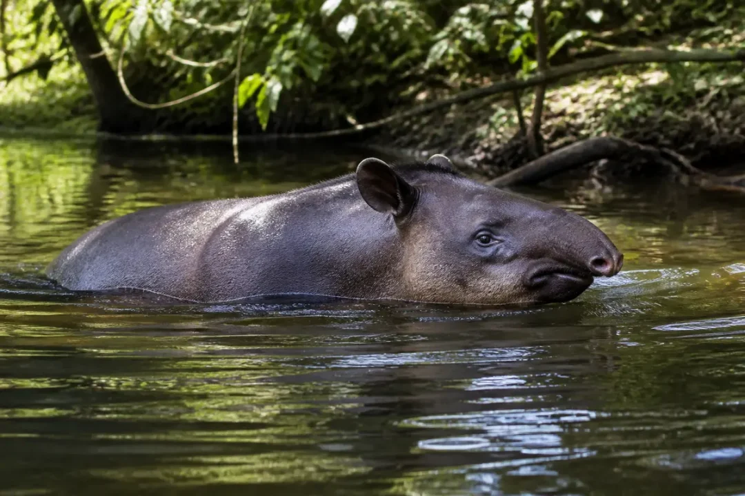 Tapir nageant paisiblement dans une rivière entourée de végétation dense