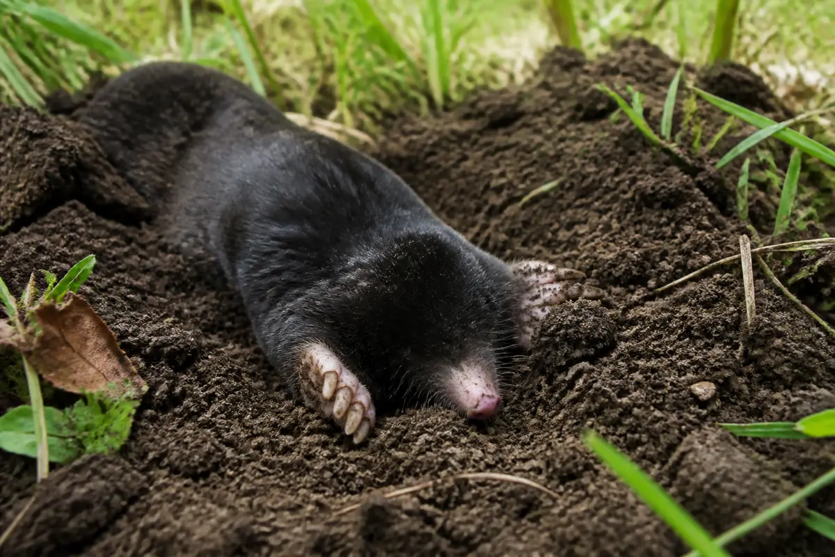 Taupe creusant dans la terre meuble sous l'herbe et feuilles brunes