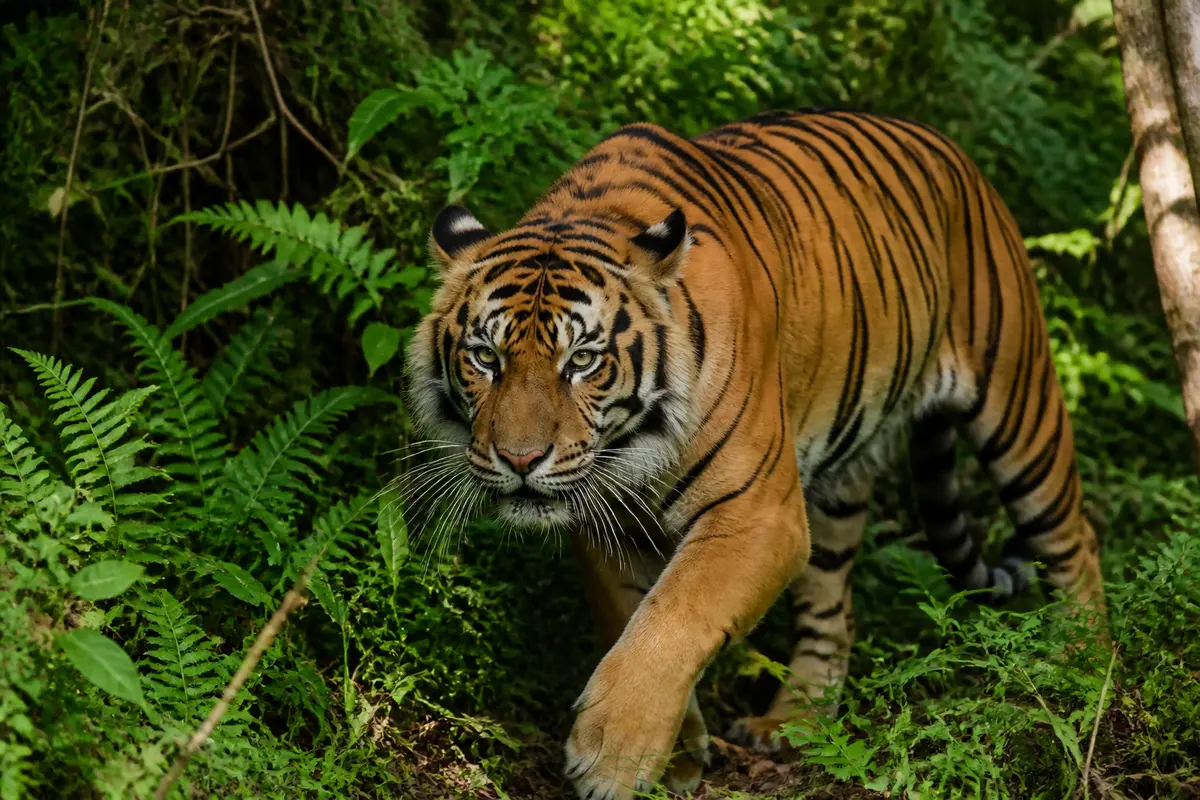 Tigre de Sumatra se promenant dans la jungle verdoyante de son habitat naturel