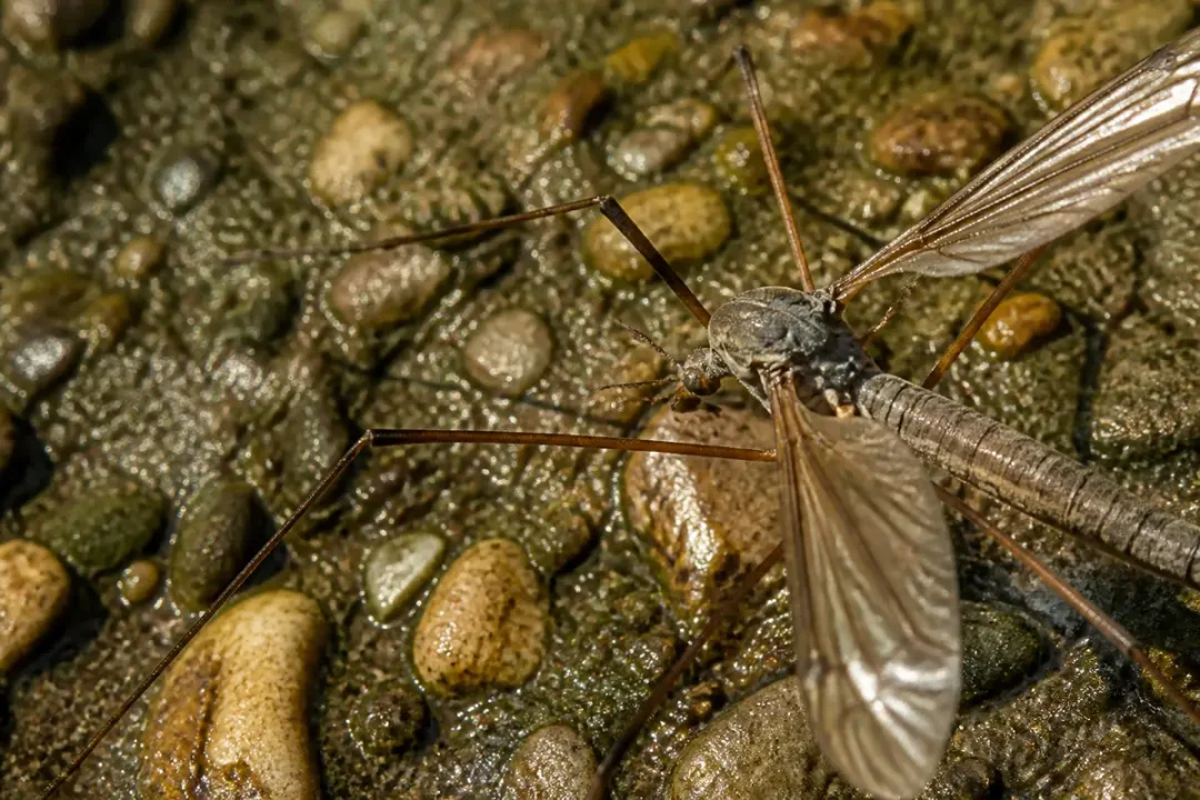 Tipule sur galets avec son corps allongé et ses longues pattes fines