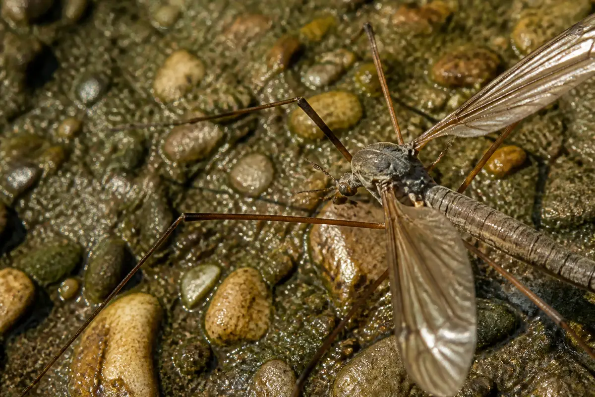 Tipule sur galets avec son corps allongé et ses longues pattes fines