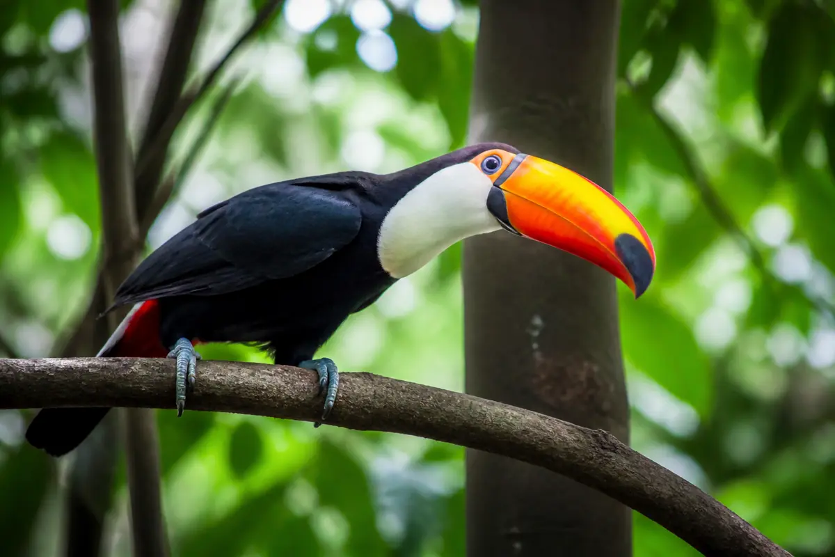 Toucan perché sur une branche dans un environnement tropical lumineux