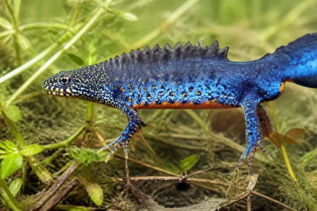 Triton alpestre bleu dans son habitat aquatique parmi les plantes submergées