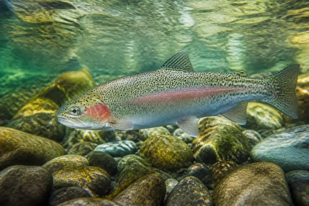 Truite arc-en-ciel nageant sous l'eau claire parmi des galets colorés