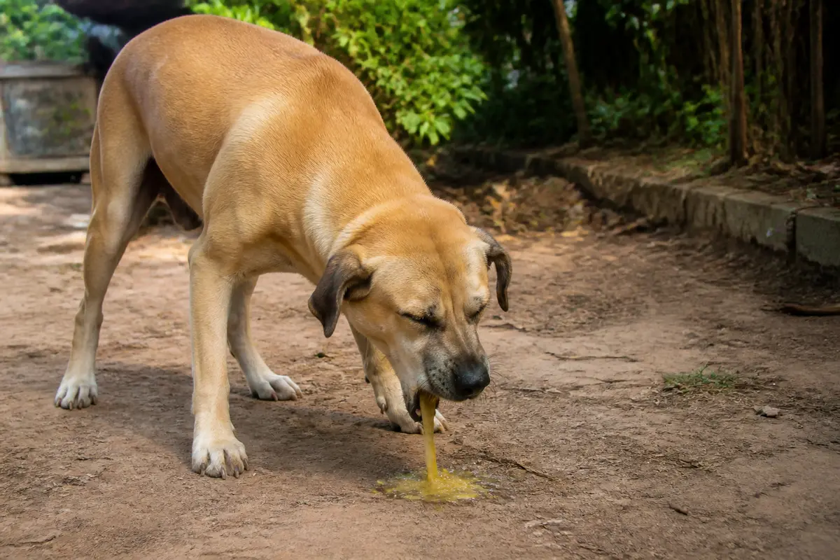 Chien beige vomissant liquide jaune sur sol extérieur en pleine journée