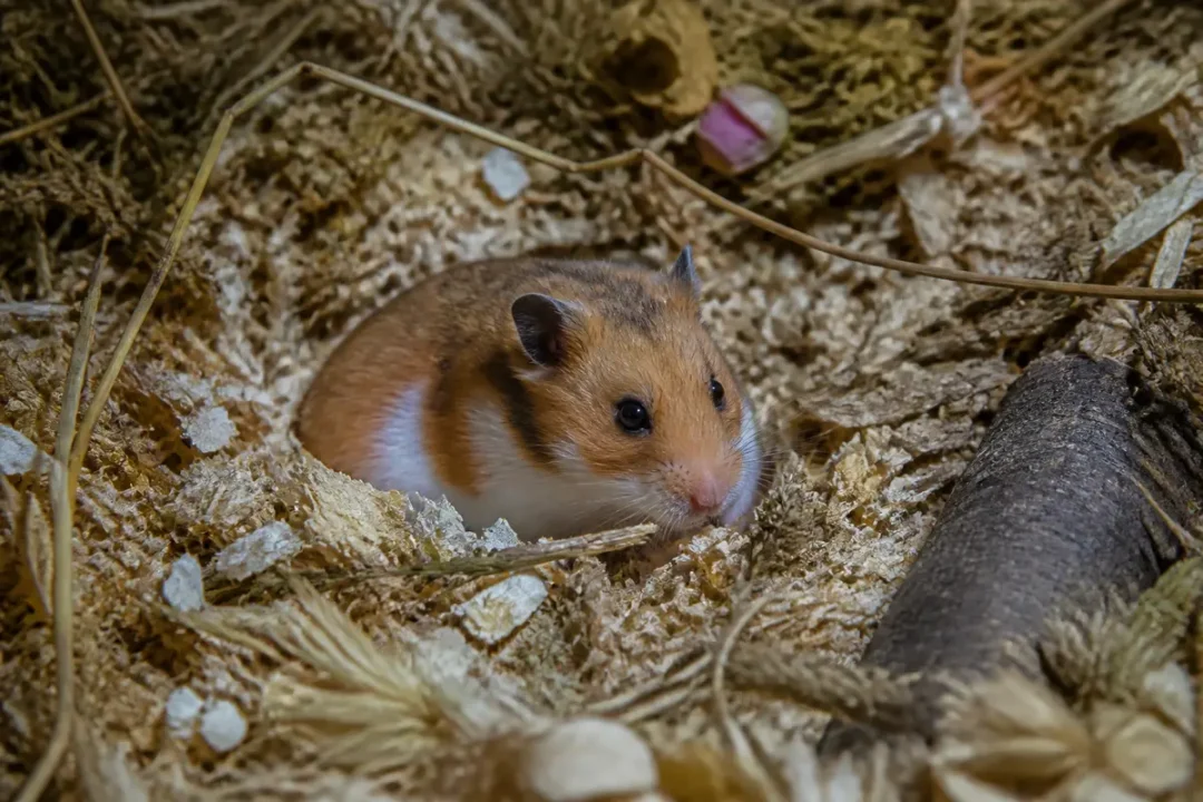 Un hamster se repose dans sa litière de copeaux de bois et de paille.