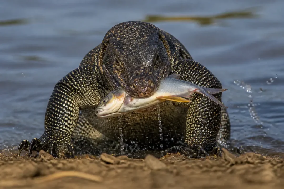Varan dans l'eau tenant un poisson dans sa gueule