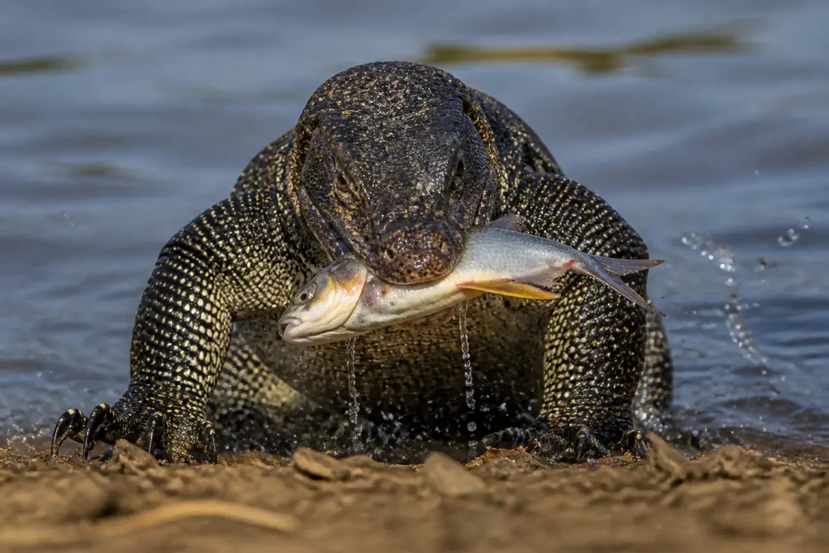Varan dans l'eau tenant un poisson dans sa gueule