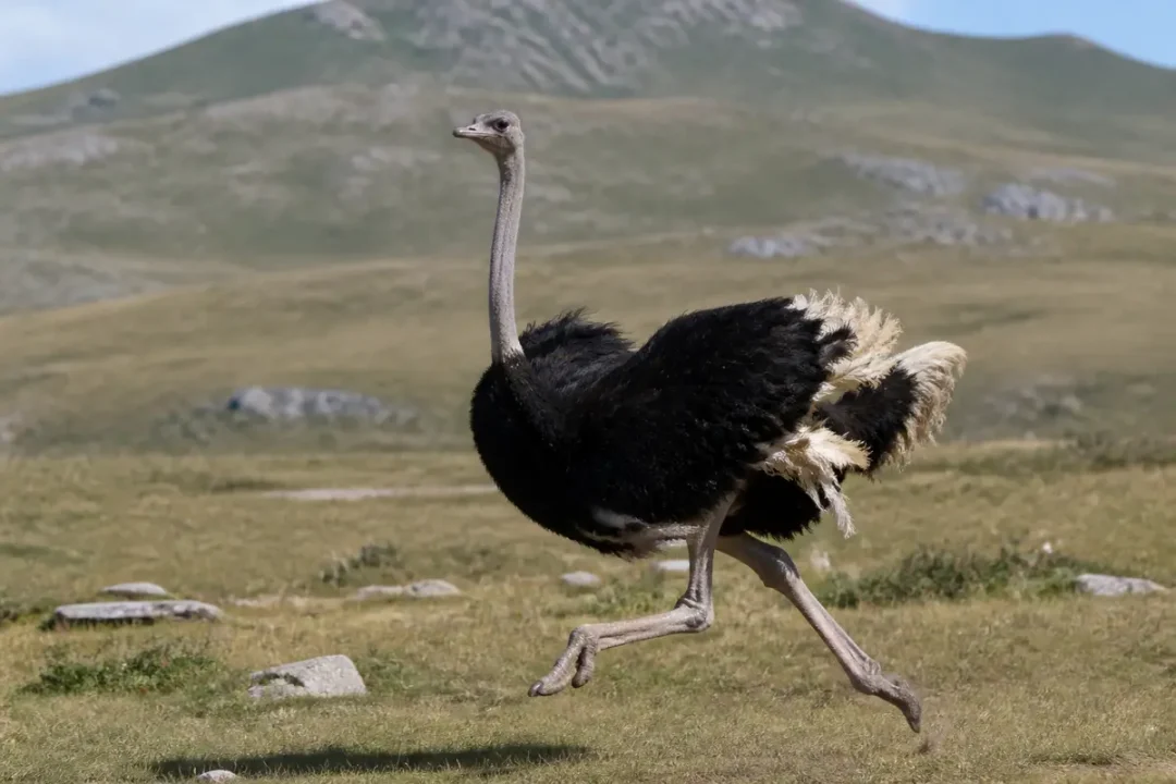Autruche courant rapidement dans la savane illustrant la vitesse de l'autruche en plein déplacement