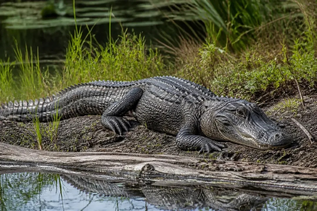 Alligator reposant au bord de l'eau dans un environnement naturel verdoyant