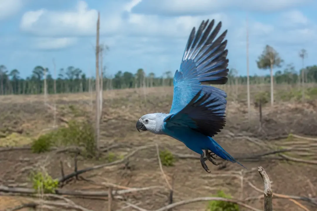 Ara de Spix bleu volant au-dessus d'une forêt déboisée en plein jour