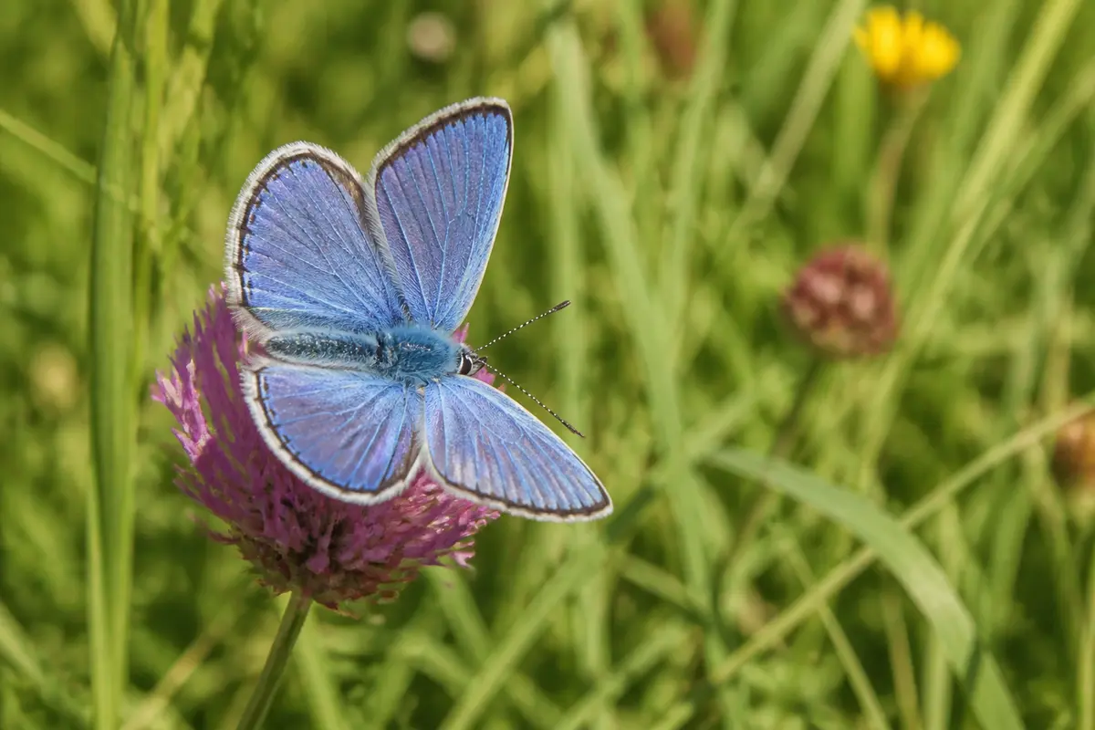 Papillon azuré posé sur une fleur rose dans un champ verdoyant