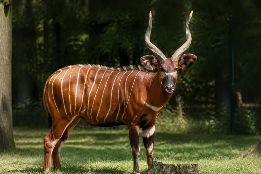 Bongo animal avec longues cornes dans une forêt ombragée en pleine journée