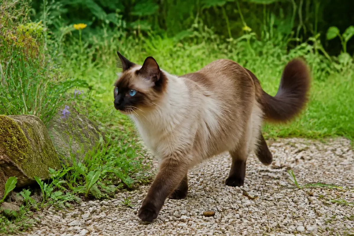 Chat balinais marchant dans un jardin verdoyant sur un chemin gravillonné