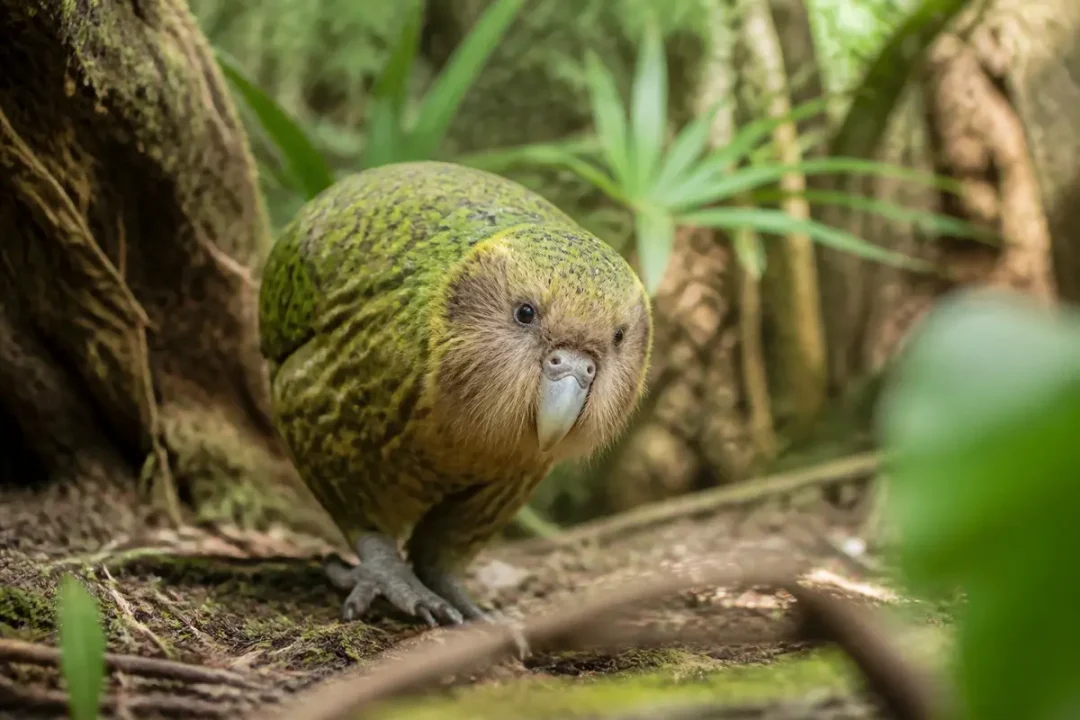 Kakapo dans son habitat naturel, forêt luxuriante, feuillage vert et sol mousseux visibles
