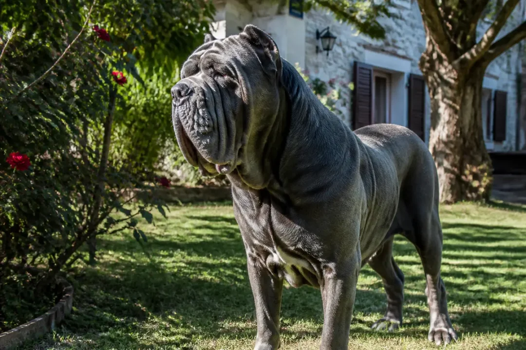 Mâtin napolitain majestueux debout dans un jardin fleuri verdoyant et ensoleillé