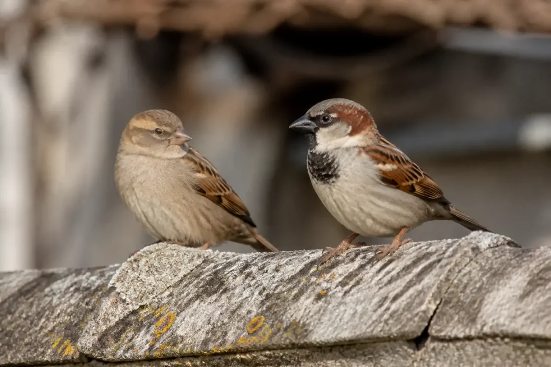 Deux moineaux perchés sur un toit en pierre dans un environnement urbain calme