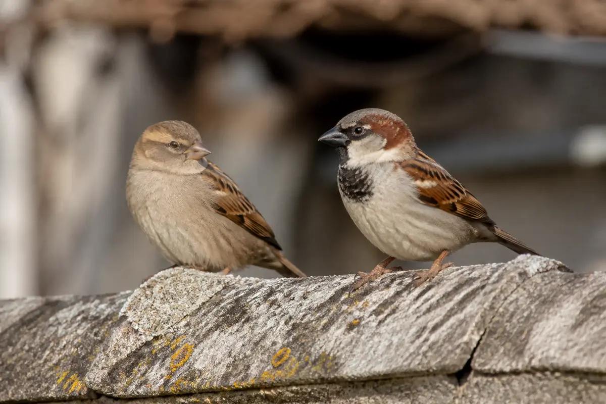 Deux moineaux perchés sur un toit en pierre dans un environnement urbain calme