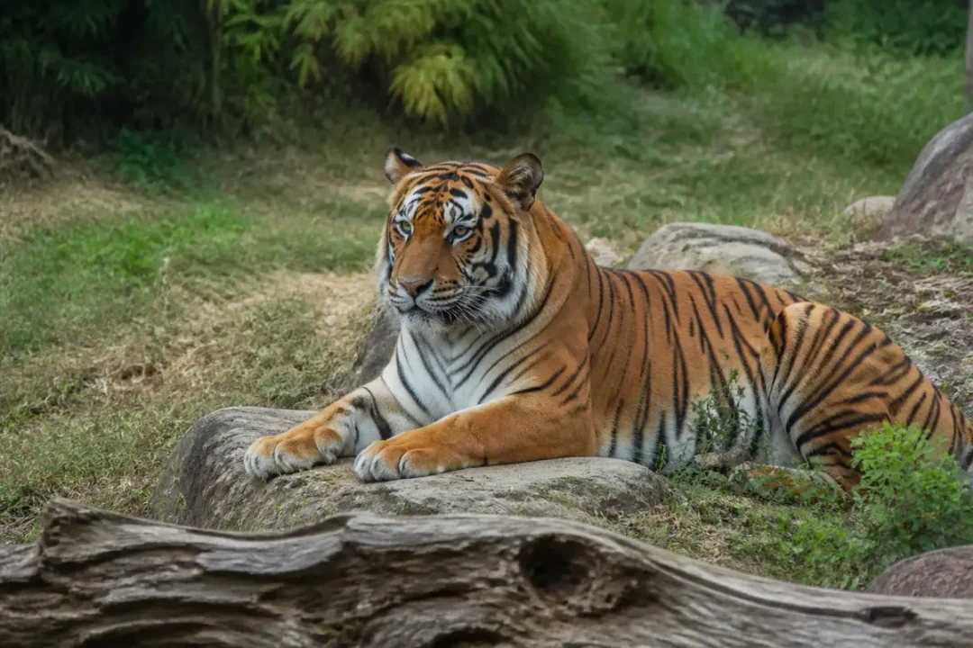 Tigre majestueux allongé sur des rochers au parc des félins environné de verdure