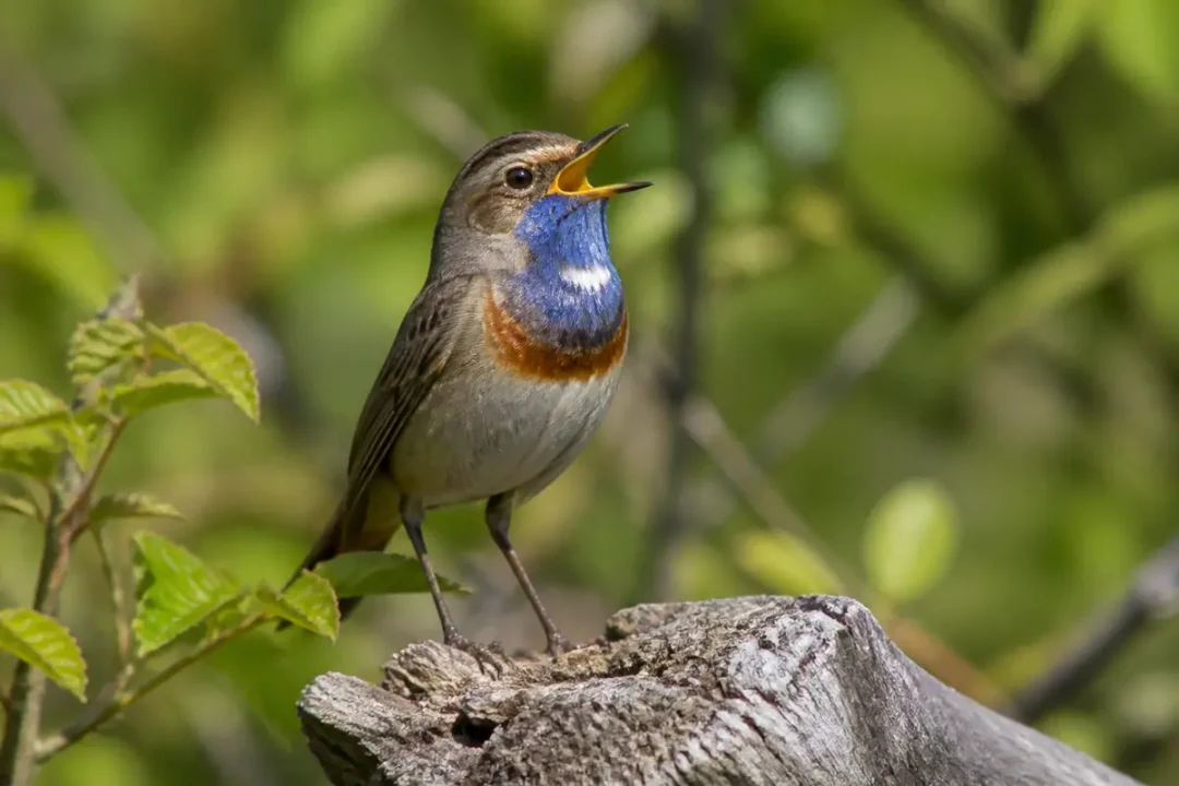 Un oiseau chante sur une branche, fond de feuilles vertes floues.